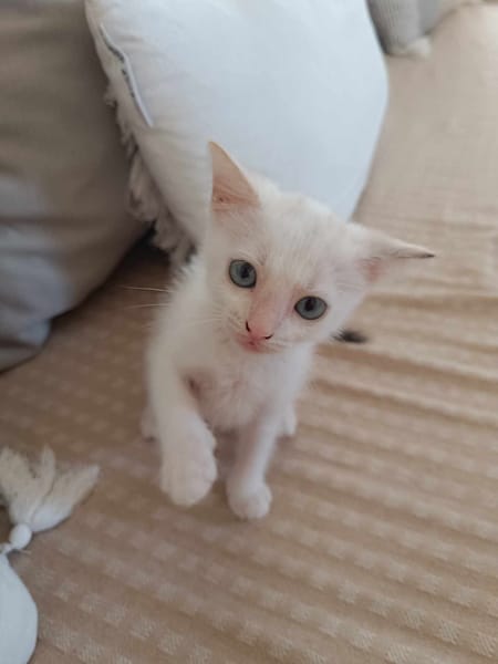 Lily Rose, l'adorable chatonne