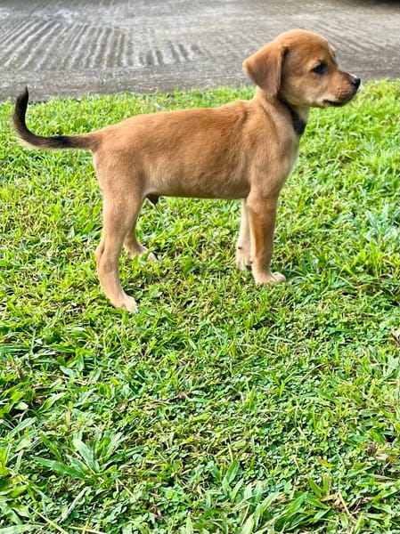 Loki, spécialiste bisous