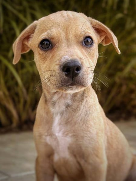 Bath, femelle, X Berger, née le 10/12/2025🐶