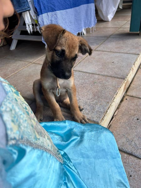 Baïko, Mâle, X Berger, né le 08/12/2025 🐶