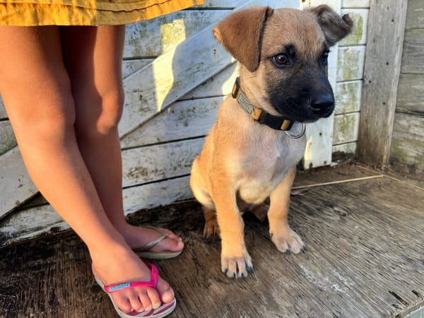 Baïko, Mâle, X Berger, né le 08/12/2025 🐶