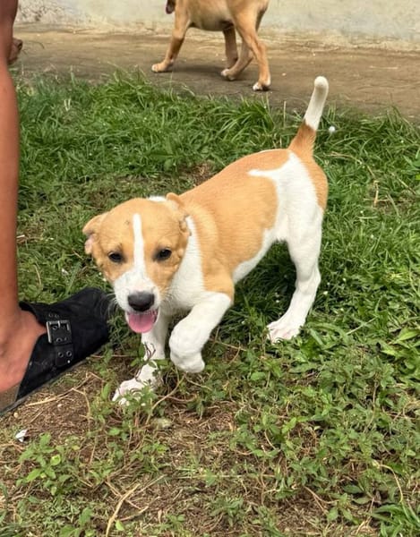 Apache, mâle croisé berger créole, né le 28/11/2025 🤍