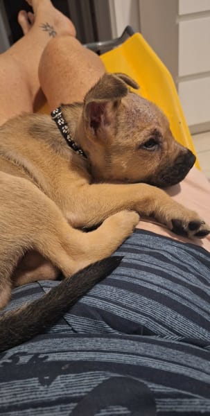 Pepsi le nounours ....Gourmand