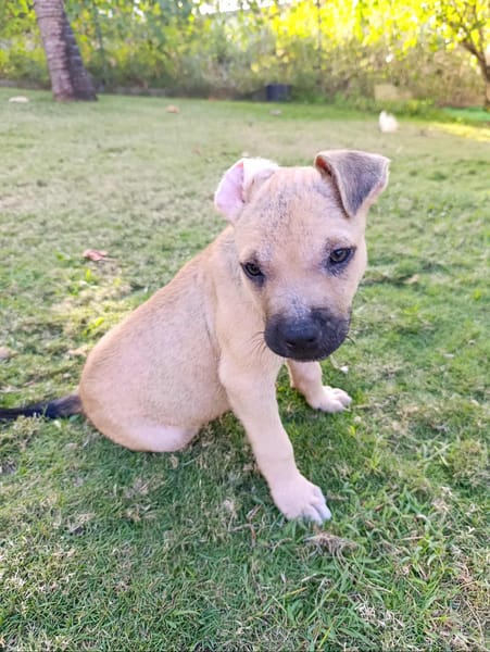 Pepsi le nounours ....Gourmand