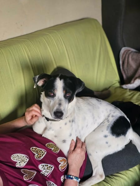 Vador l'adorable petit guerrier tripatte