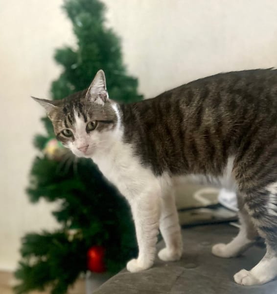 DIDIER, chat européen