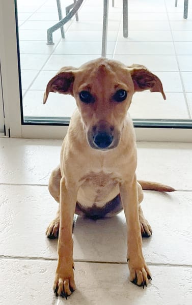 SUZY, chiot femelle Berger Créole