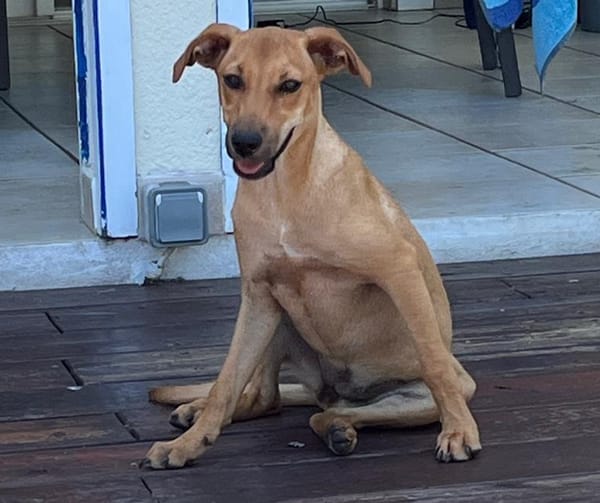 SUZY, chiot femelle Berger Créole