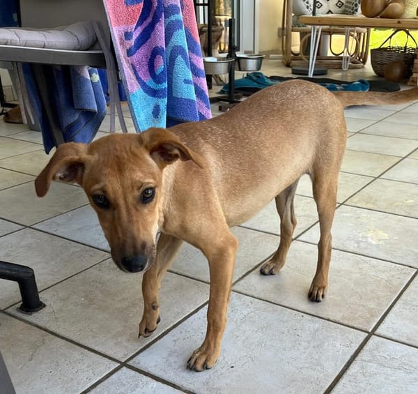 SUZY, chiot femelle Berger Créole