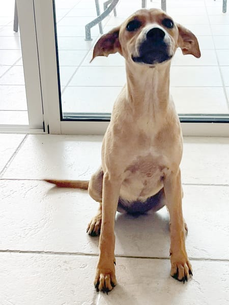 SUZY, chiot femelle Berger Créole