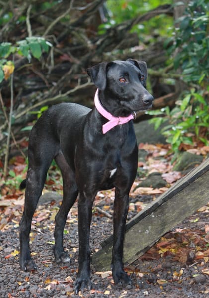 Usla, Femelle junior Berger Créole 💛