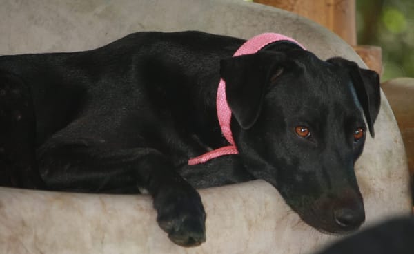 Usla, Femelle junior Berger Créole 💛