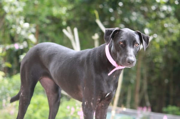 Usla, Femelle junior Berger Créole 💛