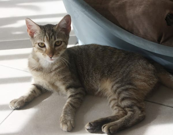 RAYA, chaton femelle européen