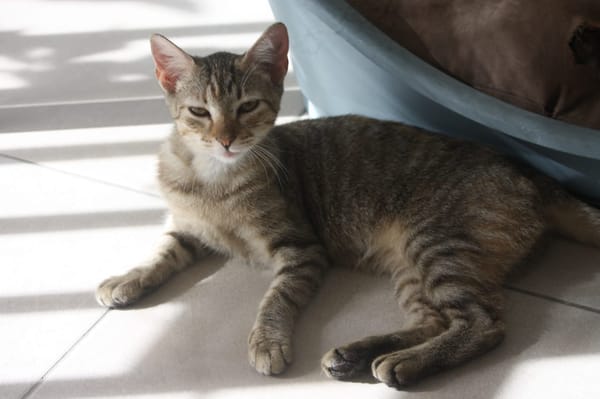 RAYA, chaton femelle européen