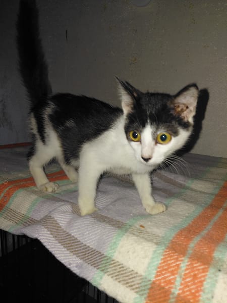 BARNABE chaton mâle réunion