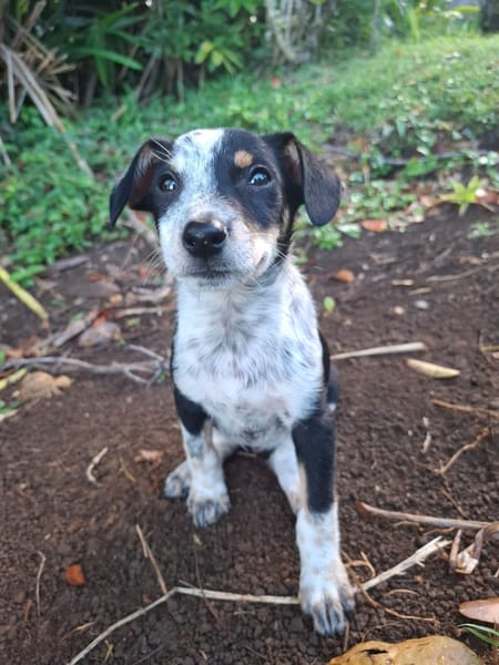FOLLY, chiot femelle Croisée Jack Russel