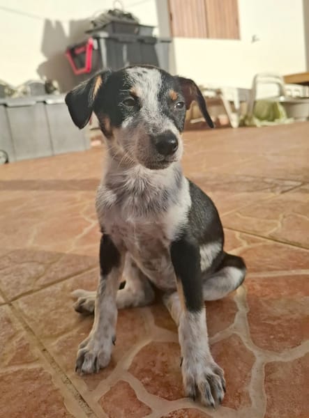 FOLLY, chiot femelle Croisée Jack Russel