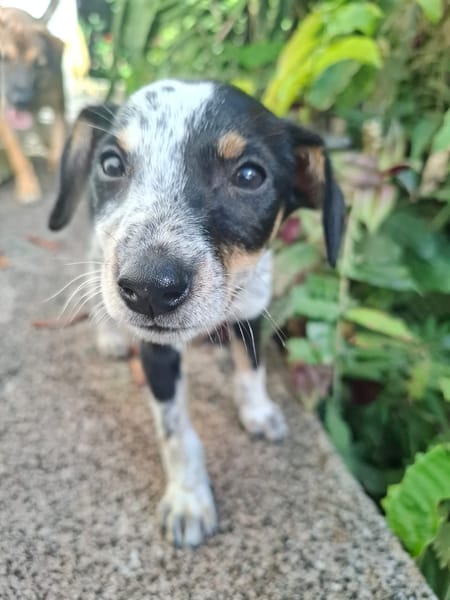 FOLLY, chiot femelle Croisée Jack Russel