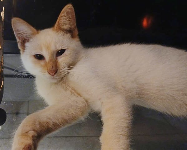 BLANCHE, chaton femelle européen