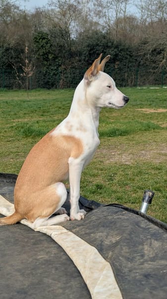 Super NOVA la petite étoile