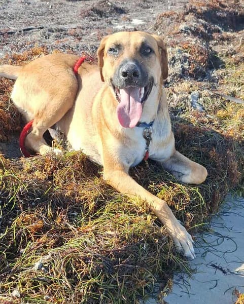 GUELIA grand coeur sur pattes