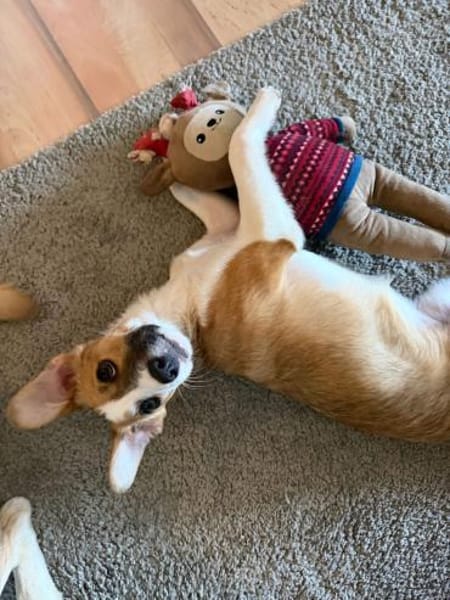 Hanni sucht ihr Zuhause