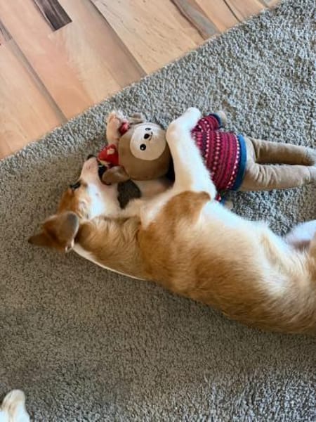 Hanni sucht ihr Zuhause