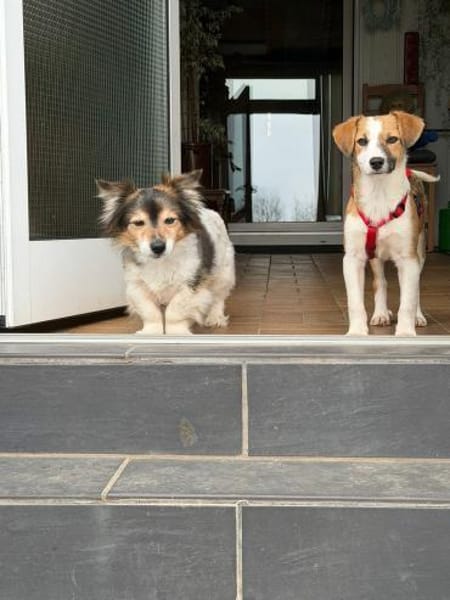 Hanni sucht ihr Zuhause