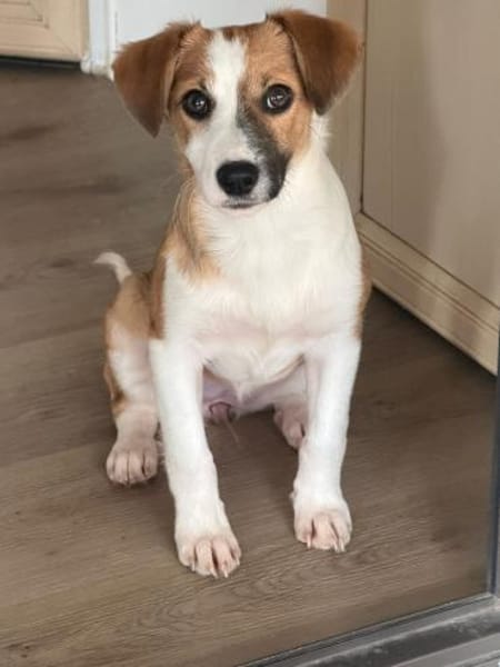 Hanni sucht ihr Zuhause