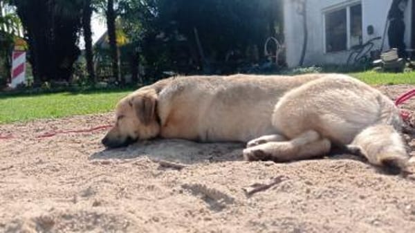 Jonathan Byers sucht sein Zuhause