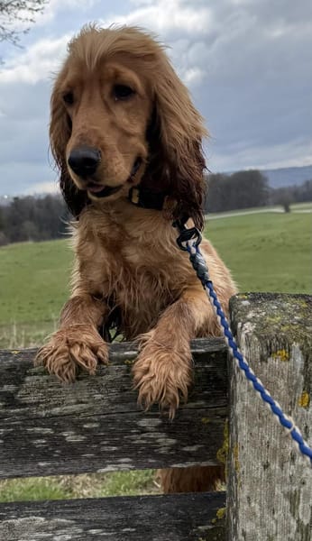 Bagle sucht seine Menschen in Bayern
