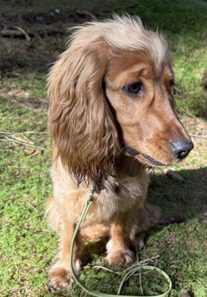 Bagle sucht seine Menschen in Bayern