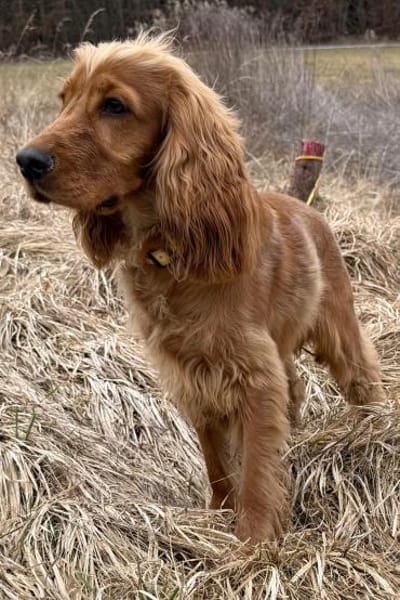 Bagle sucht seine Menschen in Bayern