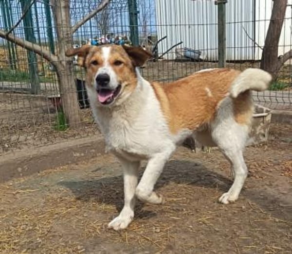 Szultan möchte seine Koffer packen