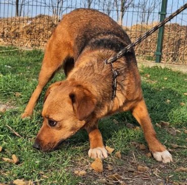 Freundliche Zoe sucht Körbchen