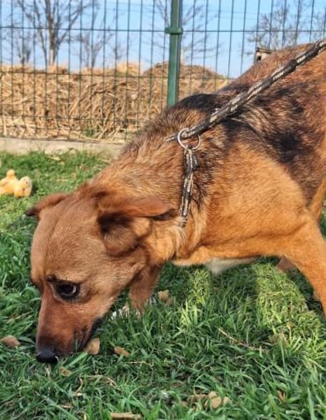 Freundliche Zoe sucht Körbchen