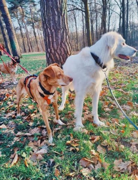 Bingo-agil, verschmust und verspielt