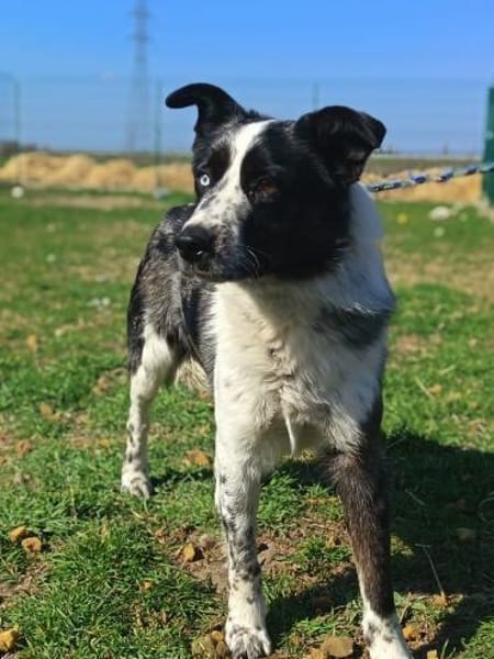 Charmanter Jack möcht gesehen werden