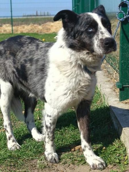 Charmanter Jack möcht gesehen werden