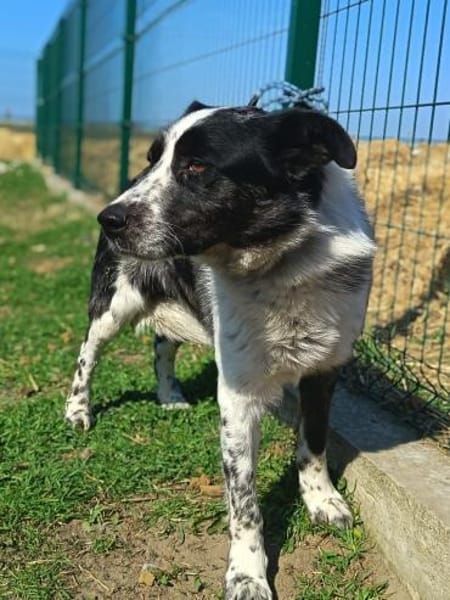 Charmanter Jack möcht gesehen werden