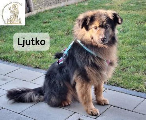 Ljutko (Teddy)  ein ganz feiner Kerl...