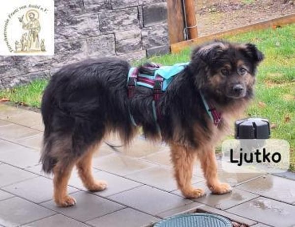 Ljutko (Teddy)  ein ganz feiner Kerl...