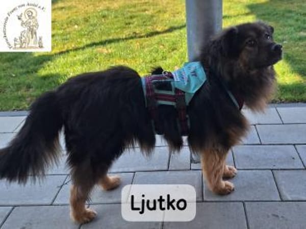 Ljutko (Teddy)  ein ganz feiner Kerl...