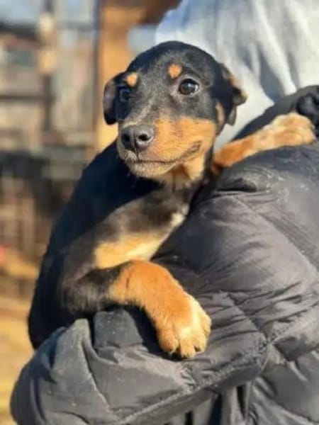 HELI-zuckersüße,verspielte Welpen-Hündin