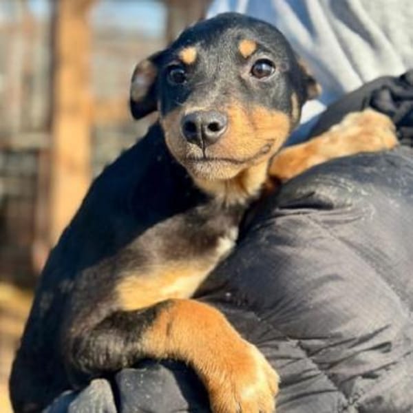 HELI-zuckersüße,verspielte Welpen-Hündin