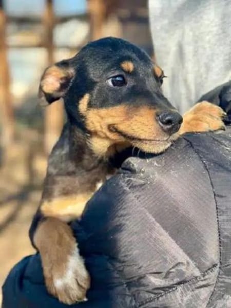 HELI-zuckersüße,verspielte Welpen-Hündin