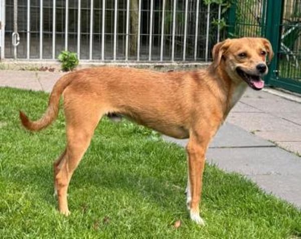 PUMUCKL-sanfter, hübscher Rüde, 41 cm