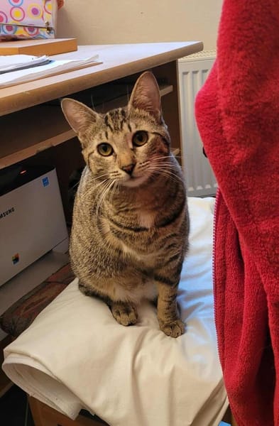 Tapfere Tracy - sehr dringend!