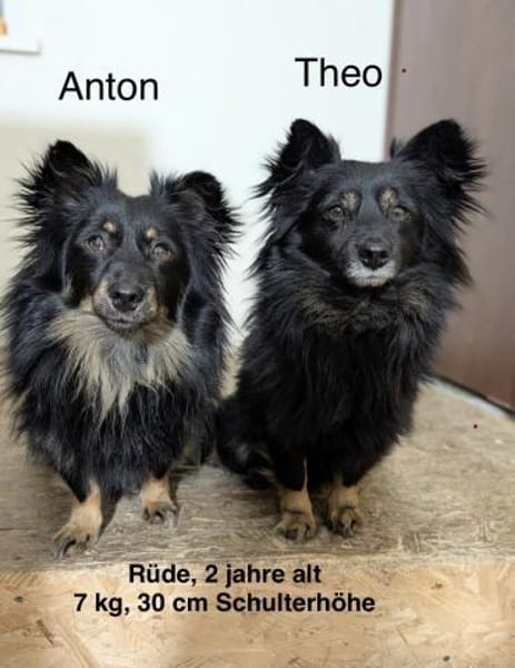 Anton und Theo suchen ein Zuhause